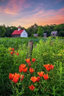 Sutton Prints: Muster Field Farm with Siberian Lilies at sunrise, North Sutton, New Hampshisre, USA