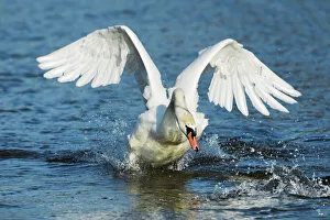 Munich Prints: Mute swan attacking - Germany, Bavaria, Upper Bavaria, Munich, Flaucher, Thalkirchen