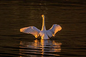 Seine River Prints: Mute swan (Cygnus olor) on the Seine, Vernon, Normandy, France