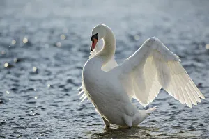 Munich Prints: Mute swan flapping wings - Germany, Bavaria, Upper Bavaria, Munich, Flaucher, Thalkirchen