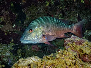 Bahamas Prints: Mutton Snapper ( Lutjanus analis), Grand Cayman, Cayman Islands, British West Indies