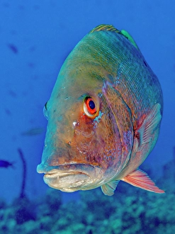 Tropical Fish Prints: Mutton Snapper (Lutjanus analis), Grand Cayman, Cayman Islands, British West Indies