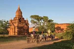 Cattle Prints: Myanmar, Burma, Mandalay, Bagan, Pagan, Decorated oxen pull carts past a temple