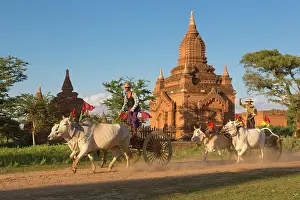 Cattle Prints: Myanmar, Burma, Mandalay, Bagan, Pagan, Decorated oxen pull carts past a temple