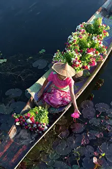 Lilies Prints: Myanmar, Burma, Shan, Inle Lake