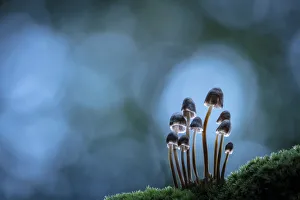 Group Gallery: Mycena inclinata, New Forest National Park, Hampshire, England, UK