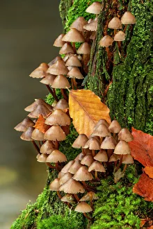Mycena Mushrooms, Birks of Aberfeldy, Perthshire, Scotland