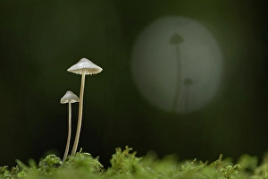 Mycology Prints: Mycena sp. New Forest National Park, Hampshire, England, UK, November 2022, focus-stacked
