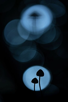 Hampshire Prints: Mycena sp. New Forest National Park, Hampshire, England, UK, October 2022