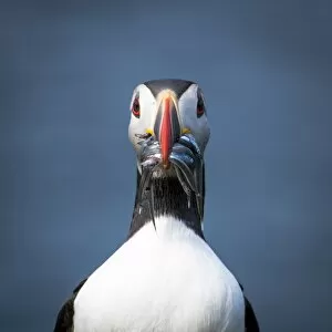 Mykines island, Faroe Islands, Denmark. Atlantic Puffin with catch in the beak