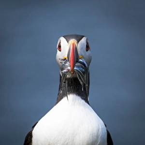 Images Dated 13th July 2016: Mykines island, Faroe Islands, Denmark. Atlantic Puffin with catch in the beak