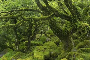The mysterious Wistmans Wood, an ancient stunted pedunculate oak woodland high