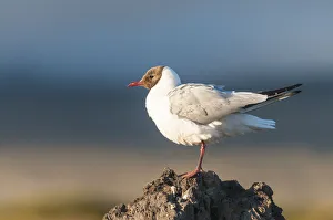 Myvatn district, northern Iceland. Black headed gull