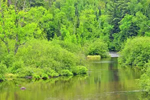 Minnesota Prints: Namekagon River shoreline, St. Croix National Scenic Riverway