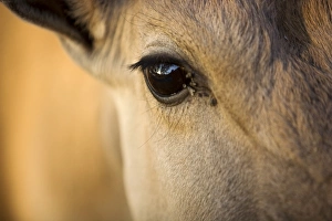 South West Africa Gallery: Namibia, Damaraland, Omaruru