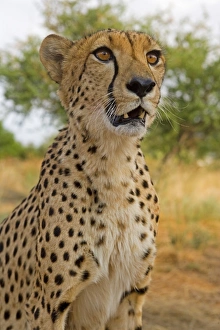 Namibia, Erongo Region, Damarland