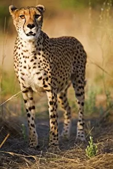 Cheetah Collection: Namibia, Erongo Region, Damarland