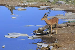 Images Dated 7th July 2016: Namibia, Etosha National Park, Moringa Waterhole, Impalas (Aepyceros melampus)