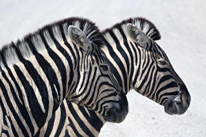 Wild Life Gallery: Namibia, Etosha. Plains zebra standing quietly on a pan in Etosha National Park