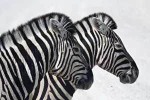 Zebra Prints: Namibia, Etosha. Plains zebra standing quietly on a pan in Etosha National Park
