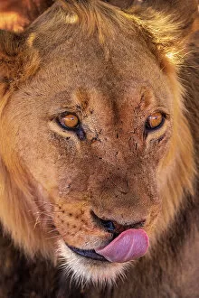 Mammal Gallery: Namibia, Kalahari desert, a lion portrait