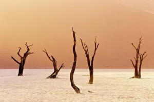 February Gallery: Namibia, Namib Naukluft National Park, Sossussvlei, Deadvlei clay pan