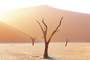 February Gallery: Namibia, Namib Naukluft National Park, Sossussvlei, Deadvlei clay pan