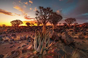 Images Dated 24th February 2023: Namibia, Quiver tree (Kokerboom) at sunset - Namibia, Karas, Keetmanshoop, Giants Playground - Namib