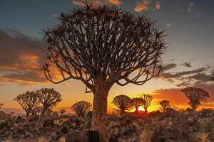 February Gallery: Namibia, Quiver tree (Kokerboom) at sunset - Namibia, Karas, Keetmanshoop, Giants Playground - Namib