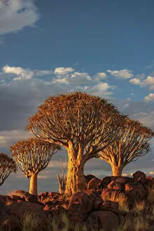Images Dated 24th February 2023: Namibia, Quiver tree (Kokerboom) at sunset - Namibia, Karas, Keetmanshoop, Giants Playground - Namib