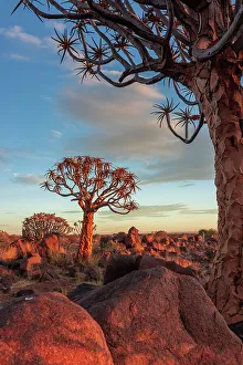 Namibia, Quiver tree (Kokerboom) at sunset - Namibia, Karas, Keetmanshoop, Giants Playground - Namib