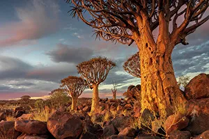 Namibia, Quiver tree (Kokerboom) at sunset - Namibia, Karas, Keetmanshoop, Giants Playground - Namib