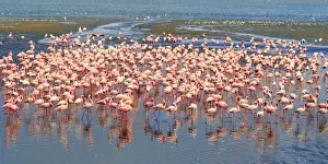 Afirca Prints: Namibia, Wallis Bay, Flocks of Pink Flamingoes congregating at Wallis Bay Lagoon