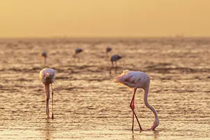 Flamingo Prints: Namibia, Walvis Bay, flamingoes in the ocean at sunset