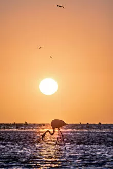 Images Dated 24th February 2023: Namibia, Walvis Bay, flamingoes in the ocean at sunset