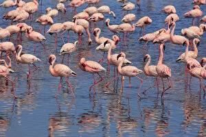 Namibia, Walvis Bay, Pink Flamingos (Phoenicopterus ruber) inside the Walvis Bay Lagoon