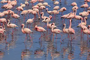 Namibia, Walvis Bay, Pink Flamingos (Phoenicopterus ruber) inside the Walvis Bay Lagoon