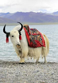Tibetan Gallery: Namtso Lake (Nam Co), Tibet, China