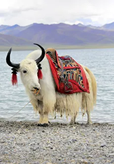 Tibet Gallery: Namtso Lake (Nam Co), Tibet, China