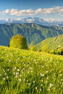 Mountainscape Prints: Narcissus blooming in Orobie alps, Bergamo province, Lombardy, Italy