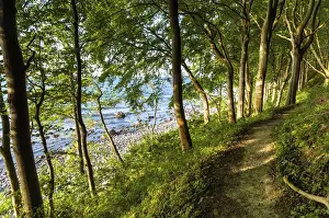 Rugen Prints: Narrow hiking trail through beech forest on the coast of the Baltic Sea Jasmund National Park