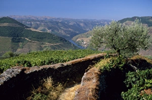 Viniculture Prints: A narrow path
