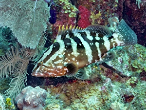 Reef Fish Prints: Nassau Grouper (Epinephelus striatus), Grand Cayman, Cayman Islands, British West Indies