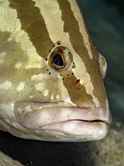 Tropical Fish Prints: Nassau Grouper (Epinephelus striatus), Grand Cayman, Cayman Islands, British West Indies