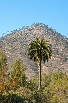 Images Dated 13th September 2022: Native Chilean wine palm tree against mountain covered with palm trees, Sector Palmas de Ocoa