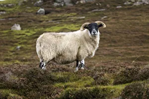 Cattle Prints: Native ram, Isle of Harris, Outer Hebrides, Scotland