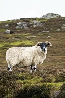 Images Dated 12th August 2021: Native ram, Isle of Harris, Outer Hebrides, Scotland
