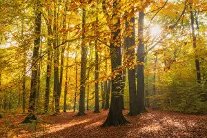 Natural beech forest in autumn, Saxony, Germany, Europe
