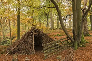 Natural forest shelter in autumnal woodland, Lake District National Park, Cumbria