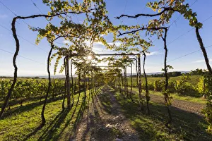 Natural tunnel in the vineyards of Chianti. San Felice, Castelnuovo Berardenga, Chianti